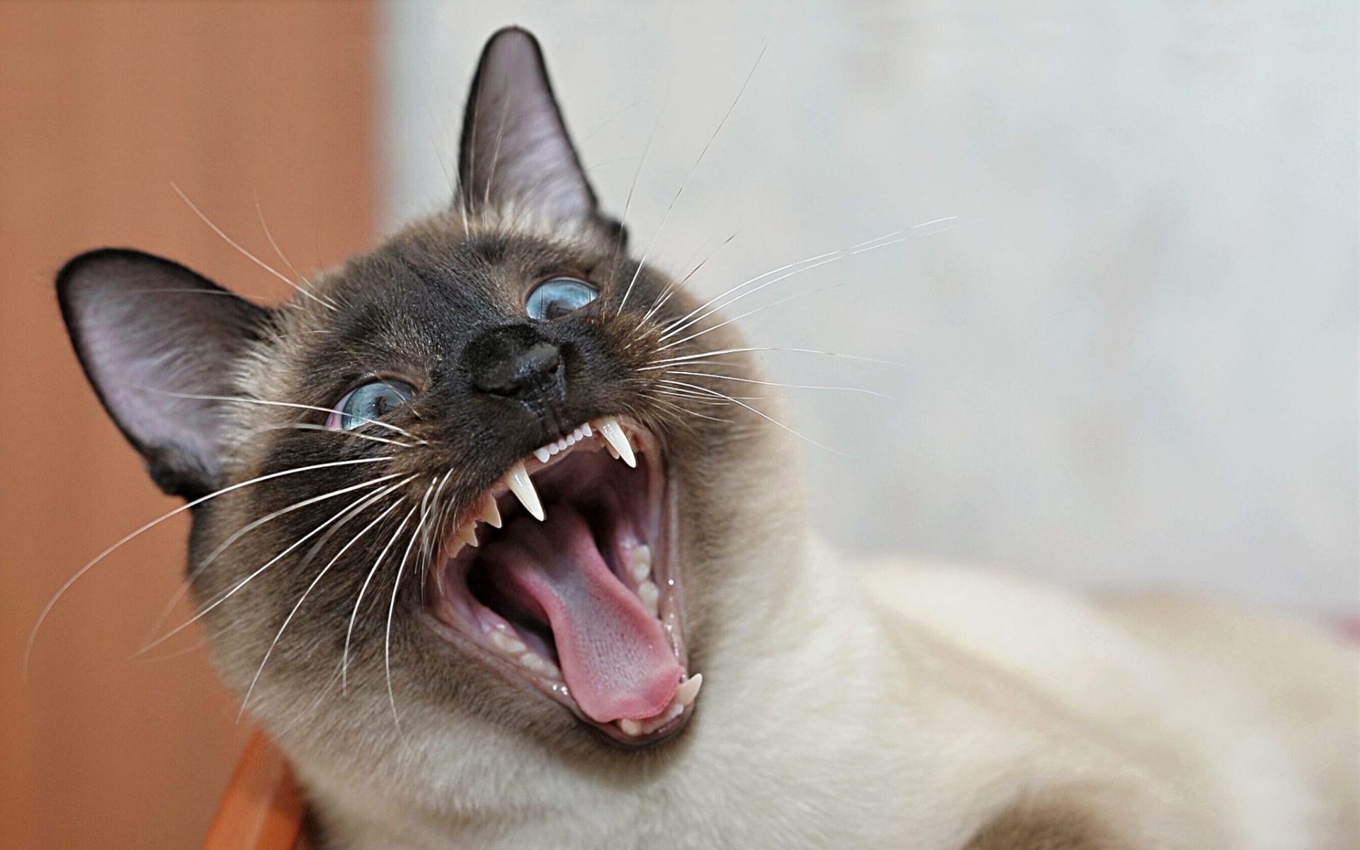 Сиамская кошка зубы