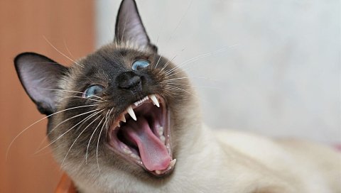 Кошка, лицо, зевота, зубы