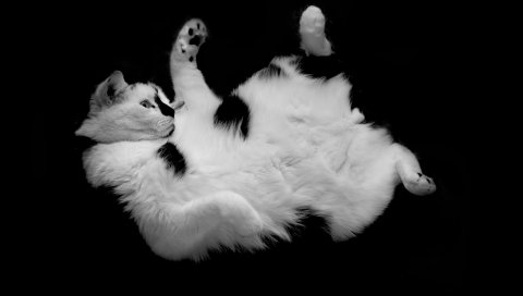 Кошка, пятнистый, лежащий, игривый, симпатичный