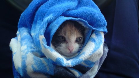 Кошка, полотенца, лицо, глаза