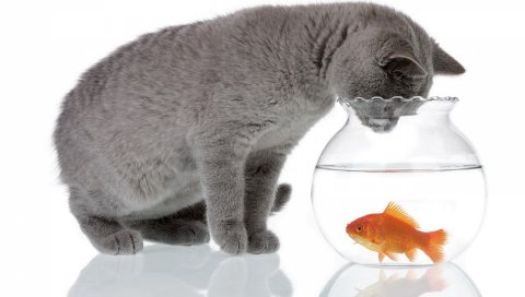 Кошка, рыба, аквариум, охота