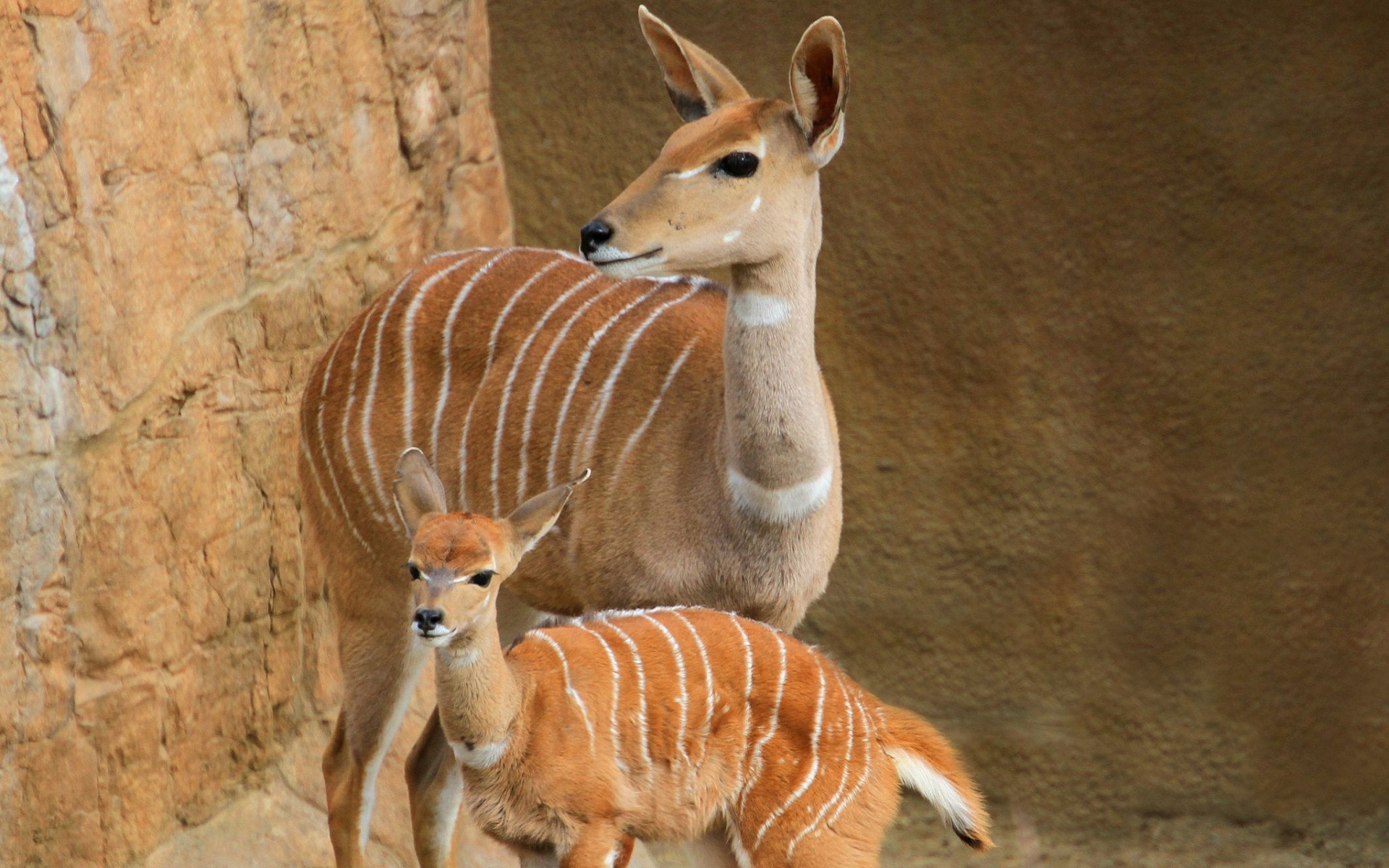 Картинки Меньше kudu, фото и обои на рабочий стол