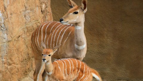 Меньше kudu,