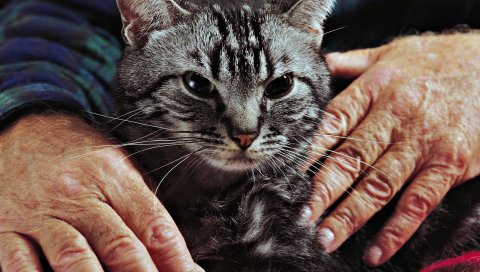 Кошка, табби, руки, нежная, заботливая