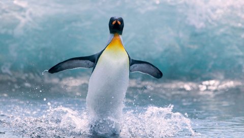 Пингвин, вода, птица, всплеск