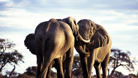 слоны,