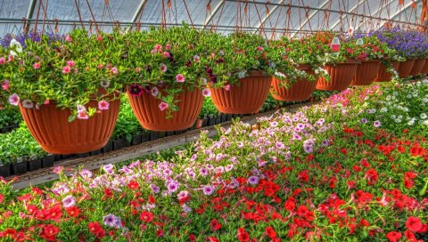 Petunia, kalihobriya, цветы, горшки, лот, теплица