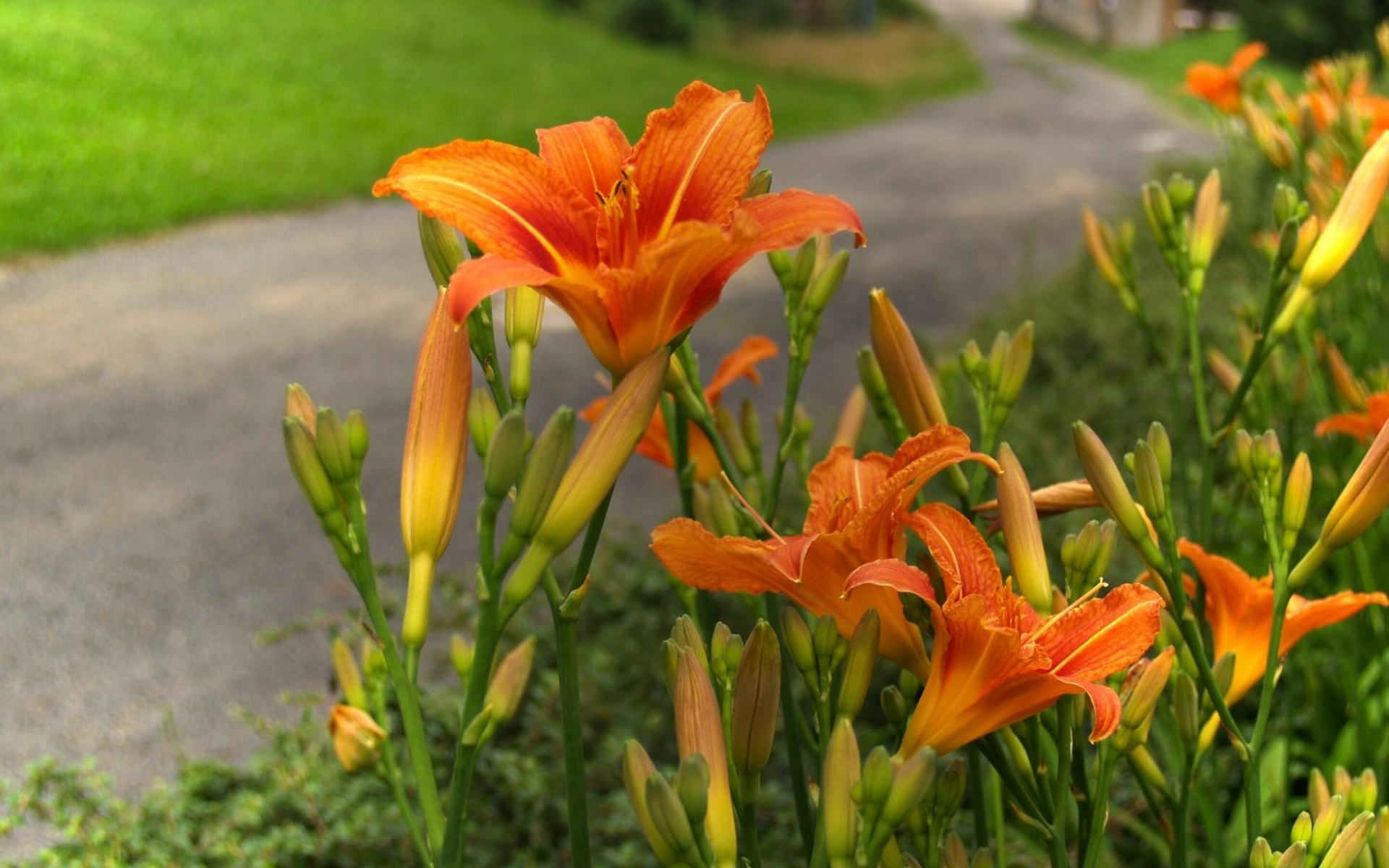 Цветы Лилия оранжевый лилейник