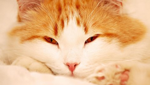 Кошка, лицо, сонный, глаза