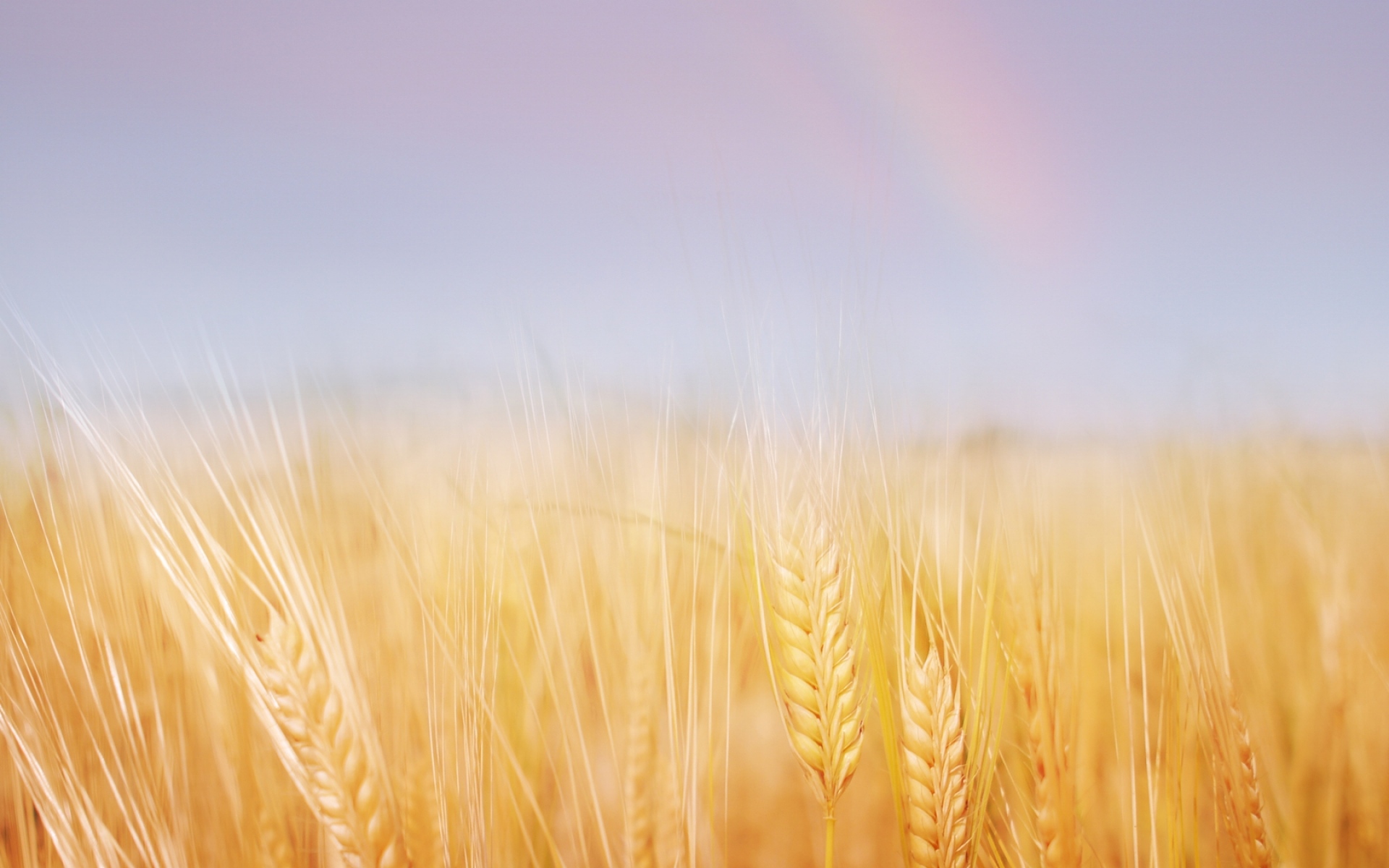 Картинки Уши, поле, пшеница, золото, небо, радуга фото и обои на рабочий стол