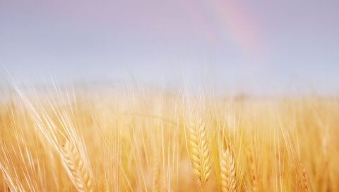 Уши, поле, пшеница, золото, небо, радуга
