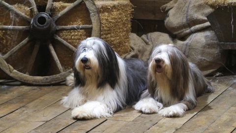 Бородатый колли, собака, пара, ложь