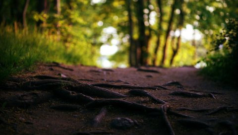 Корни, деревья, текстуры, путь, дерево, земля
