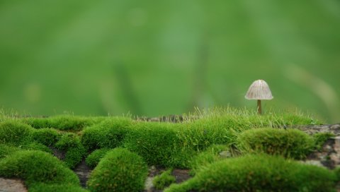 Гриб, мох, зеленый, деградация