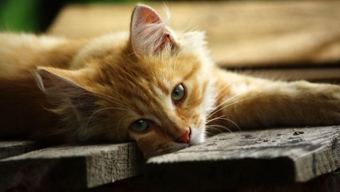 Кот, лежа, деревянный пол, доски, отпуск, вид