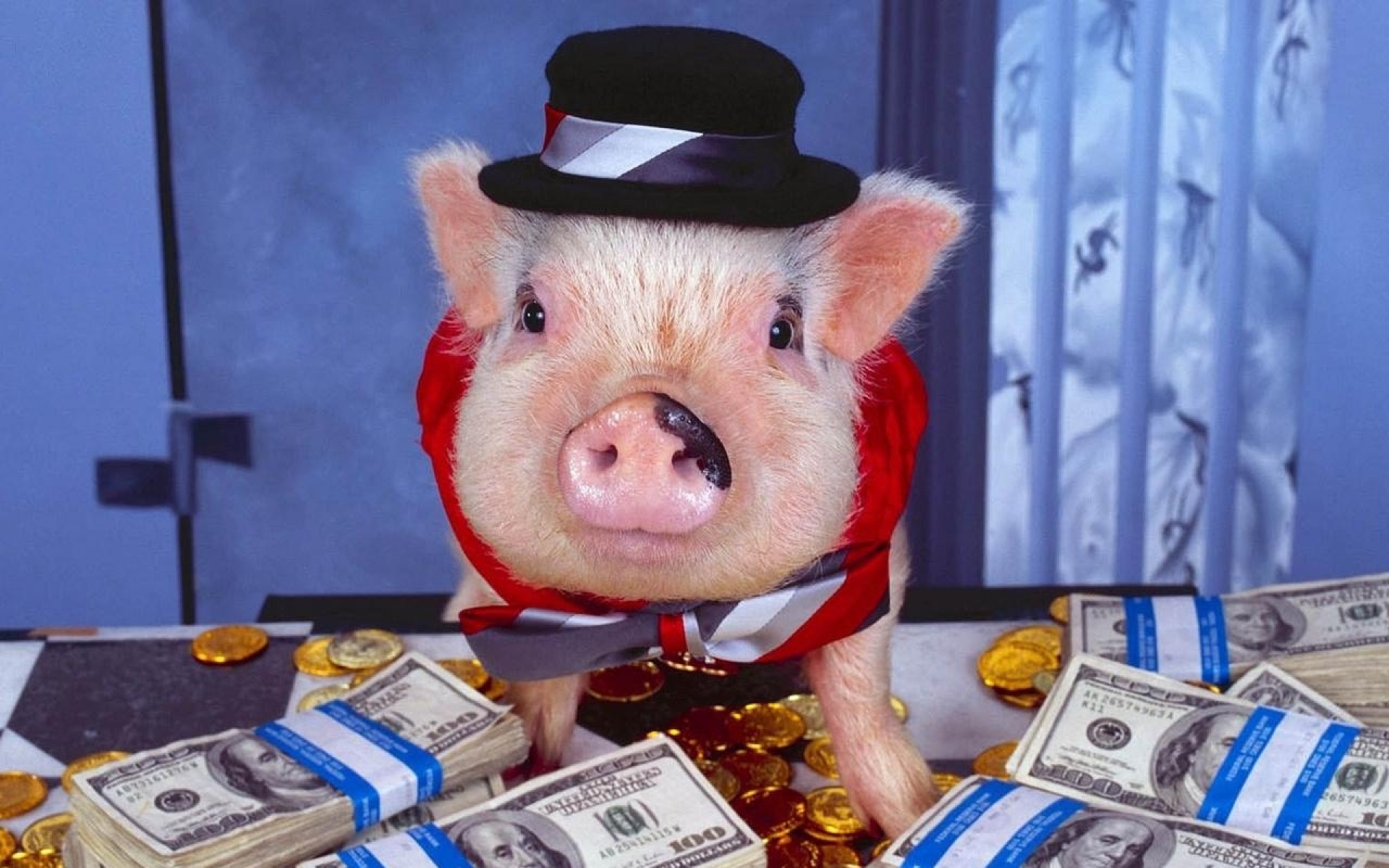 Свинка в костюме