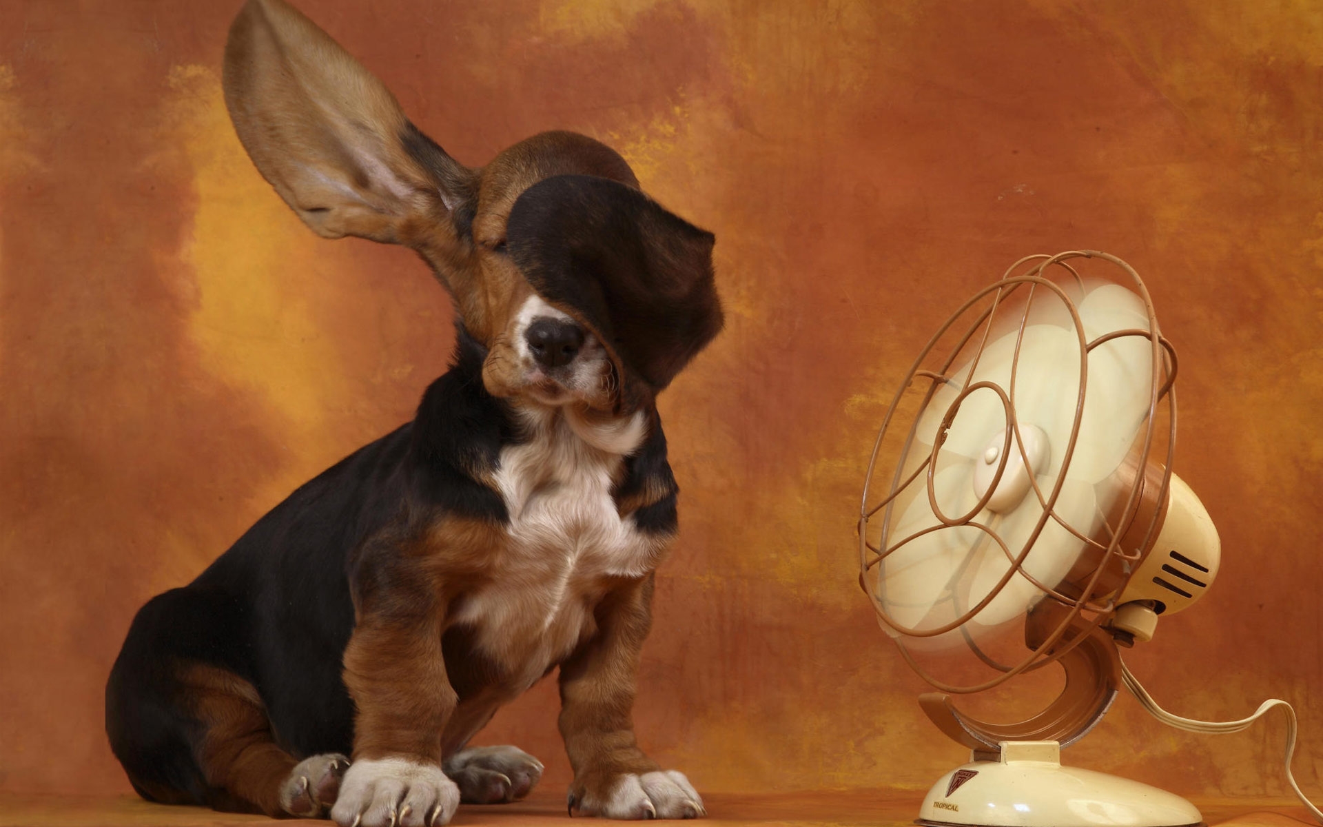 Картинки Собака, уши, веер, ветер, жара фото и обои на рабочий стол