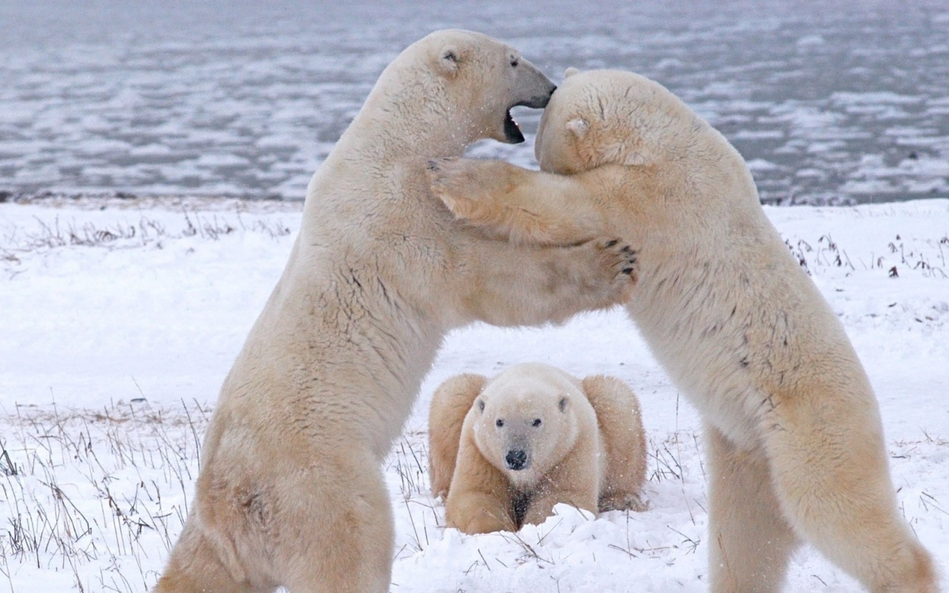 A lot of bears. Белый медведь. Полярный медведь. Драка белых медведей. Белый медведь с медвежатами.