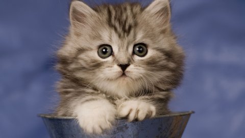 Котенок, чашка, сидеть, пушистая