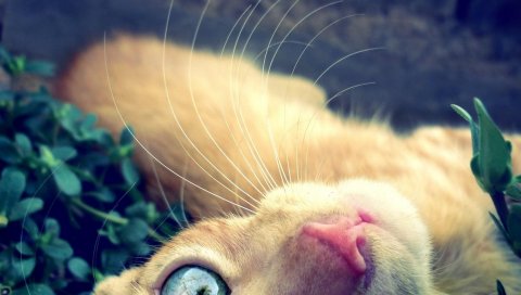 Кошка, лицо, глаза, усы