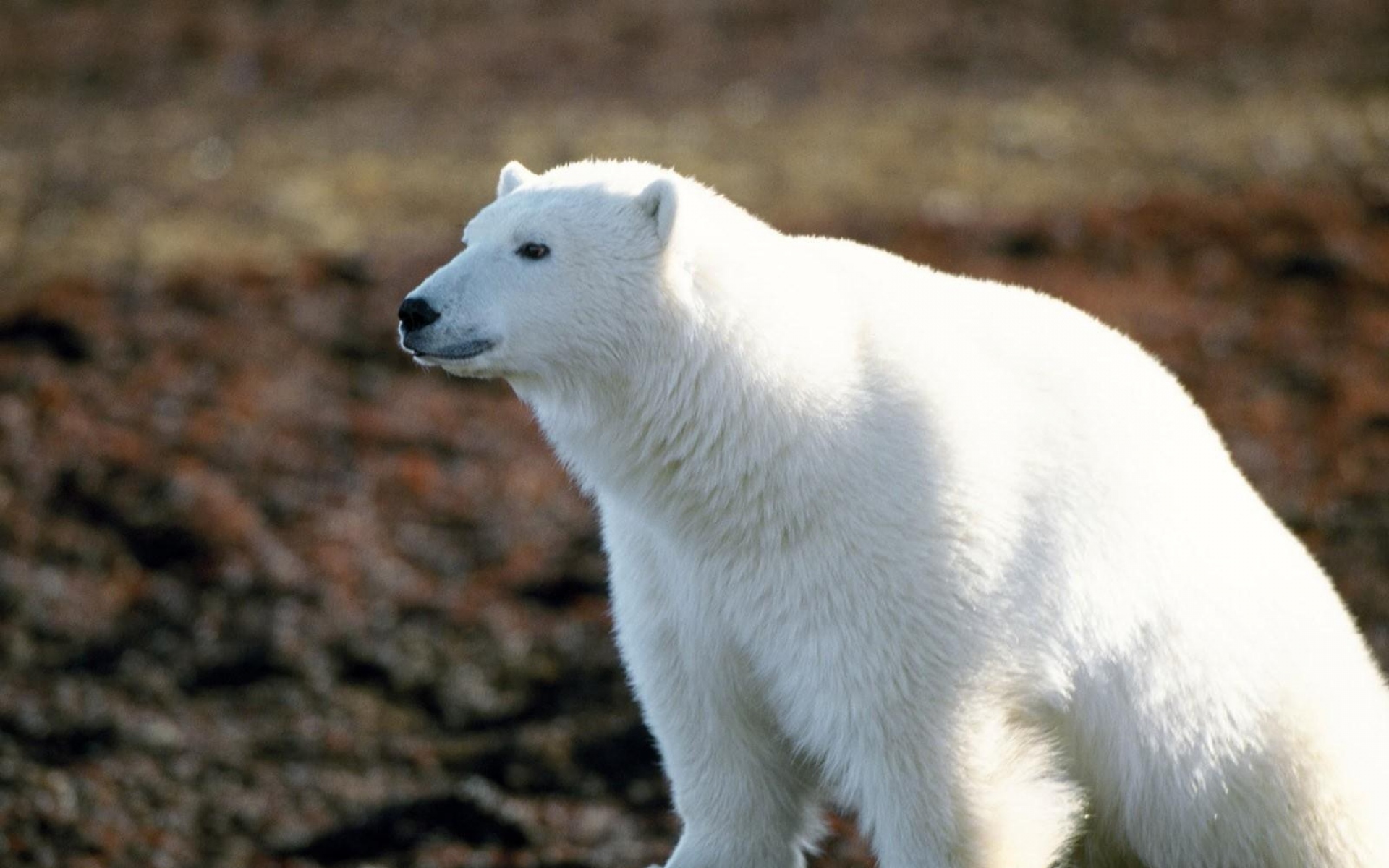 Белый сойти. Белый медведь Ursus maritimus. Белый медведь в Северной Америке. Белый медведь альбинос. Животные Северной Америки белый медведь.