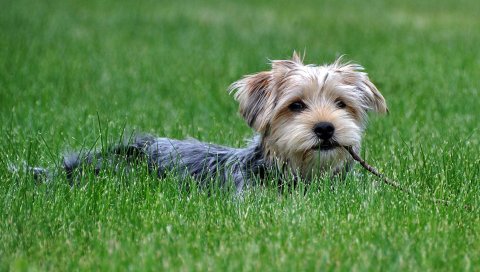 Собака, трава, прогулка, йоркширский терьер