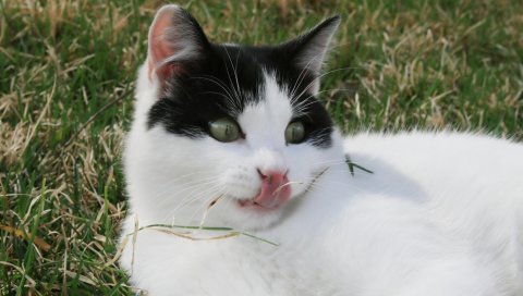 Кошка, лежа, трава, цветы
