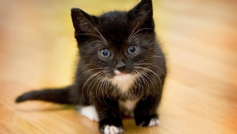 Котенок, маленький, пушистый, лицо