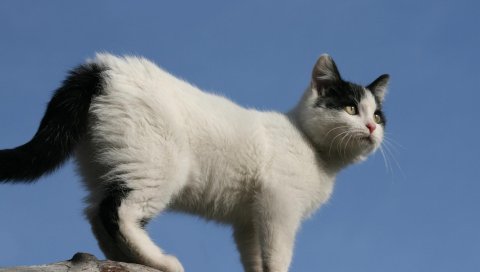 Котенок, пятнистый, лазание, прогулка, небо