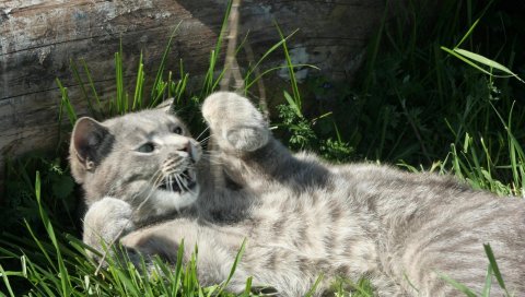 Котенок, табби, игривый, вниз, трава, лес