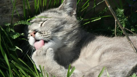 Котенок, трава, язык, мытье