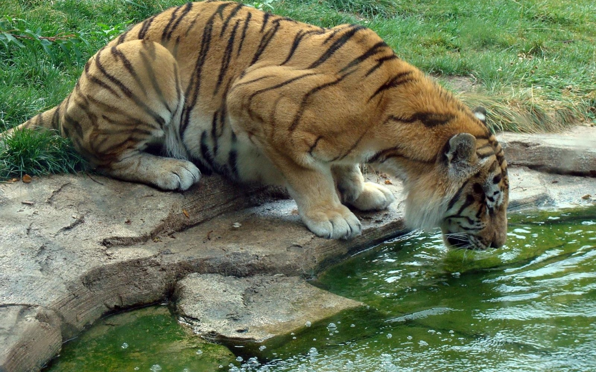 Дельфир. Тигр. Животные пьют воду. Звери на водопое. Тигр на водопое.