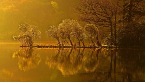 Деревья, молодой, остров, желтый, отражение, вода, рябь