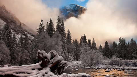 Зима, ветви, снег, река, калифорния, туман, елки