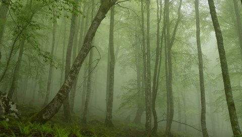 Папоротник, дерево, дымка, сундуки