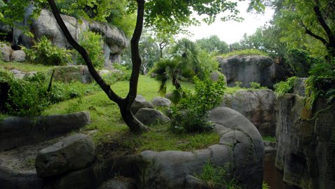 Скалы, деревья, растительность, лето