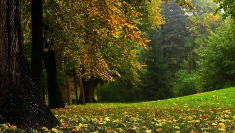 Дерево, туловище, могучий, панорама, сентябрь