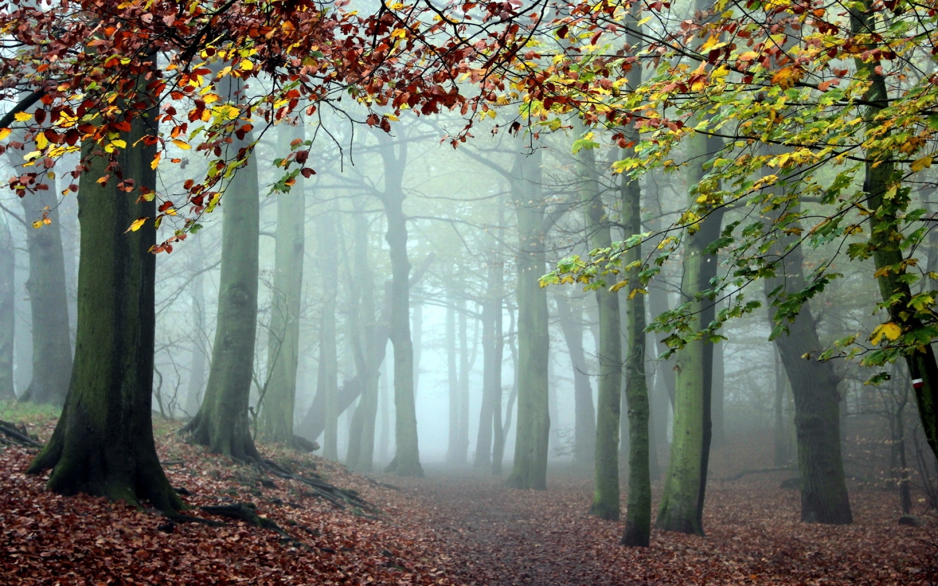 Картинки Дерево, деревья, туман, трек, прохладно, утро фото и обои на рабочий стол