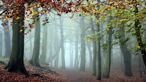 Дерево, деревья, туман, трек, прохладно, утро