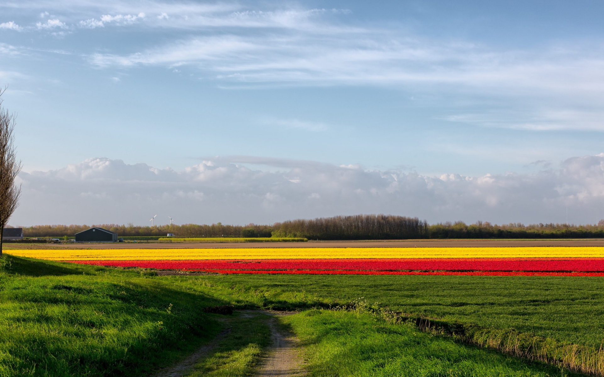 Country field. Беларусь поля. Разноцветные поля. Литва природа поля. Янтарные поля.