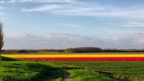 Дорога, страна, поле, цветы, цвета, яркие, полосы