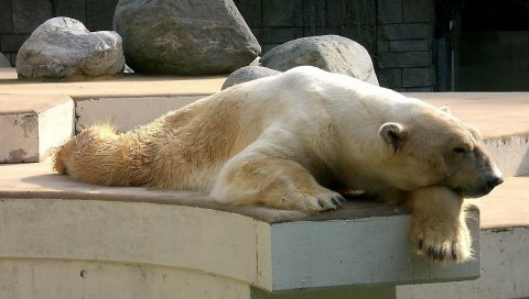 Белый медведь, вниз, сон, сон, камни, заповедник