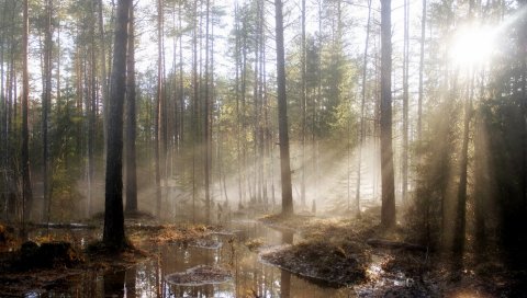 дерево, солнце, свет, бассейны, дерева, весна, высокая вода