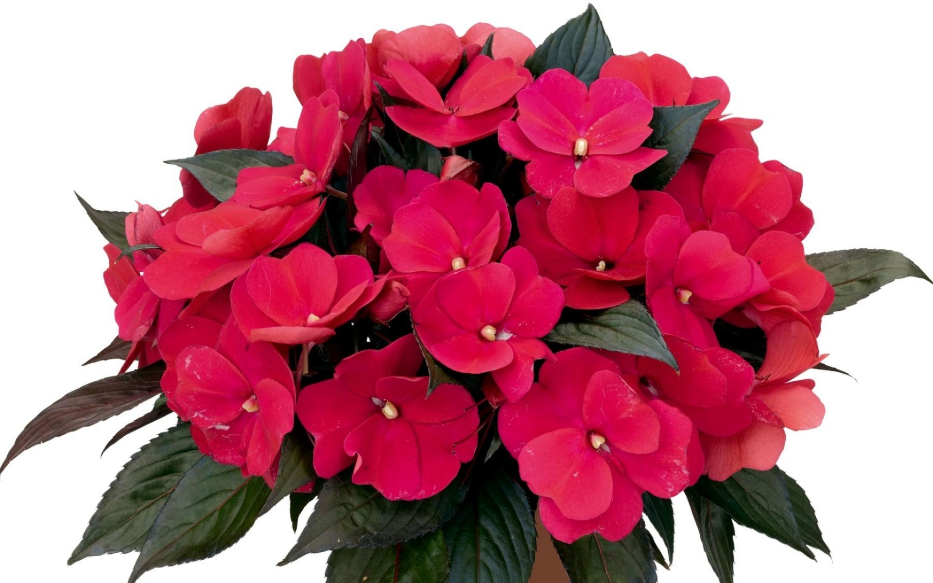 Картинки бальзамы, цветы, горшечные, белый фон фото и обои на рабочий стол