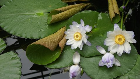 водяной лилии, воды, почки, листья