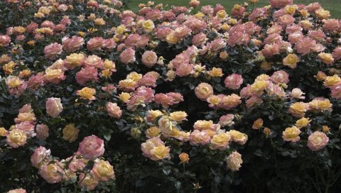 роза, цветы, сад, кустарниковые