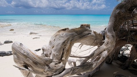 Море, ловушка, синяя вода, пляж, дерево, сухой
