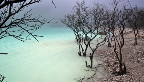 Деревья, берег, вода, голые, кусты, облачно
