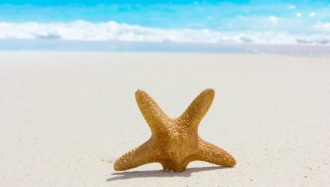 Морская звезда, песок, пляж, побережье, синий, залив