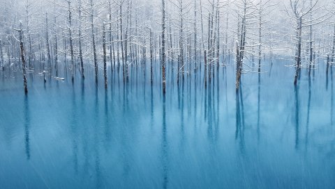 Дождь, синяя вода, наводнение, деревья, иней, сад